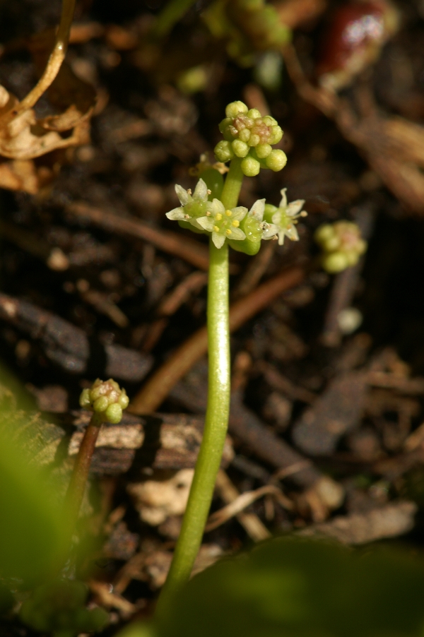 Hydrocotyle verticillata